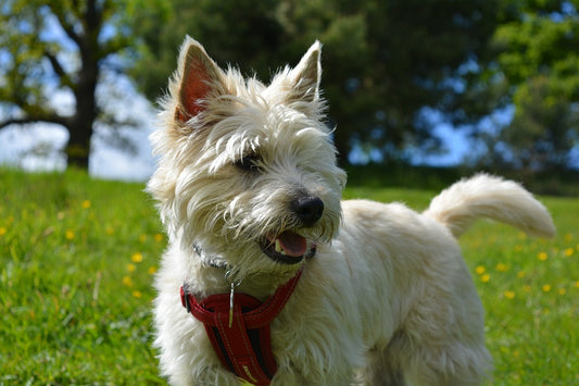 Kennel Cough
