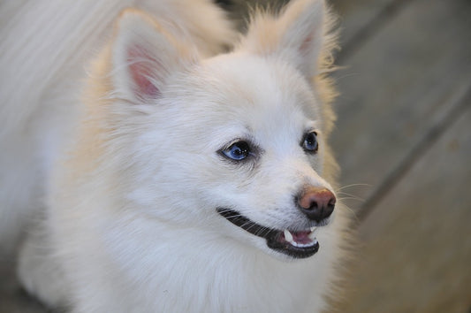 Pomeranian