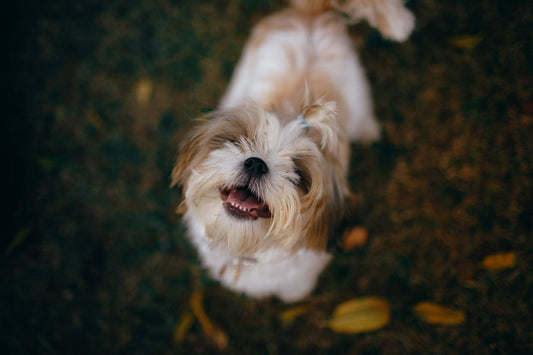 Shih Tzu