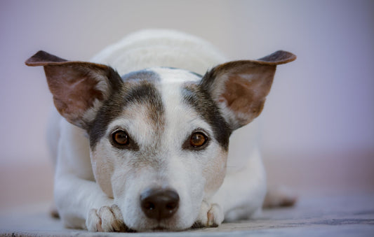 Luxating Patella