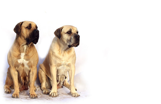 Mastiff