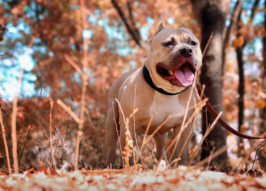 Pit Bull