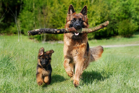 Alsatian