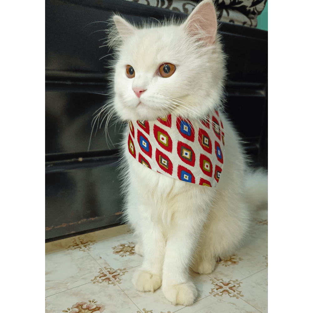 Nutriwoof Nazar Na Lage Bandana