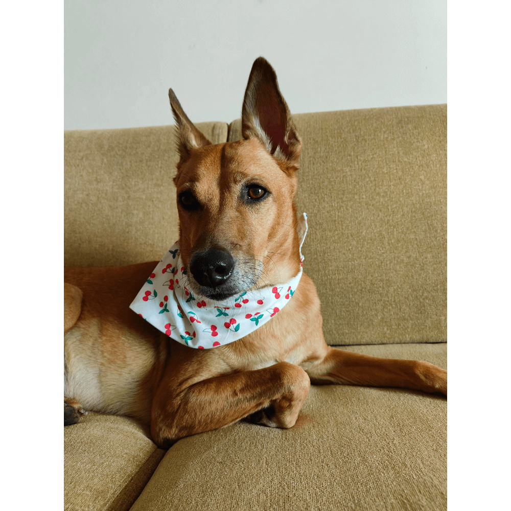 Nutriwoof Mon Cheri Bandana