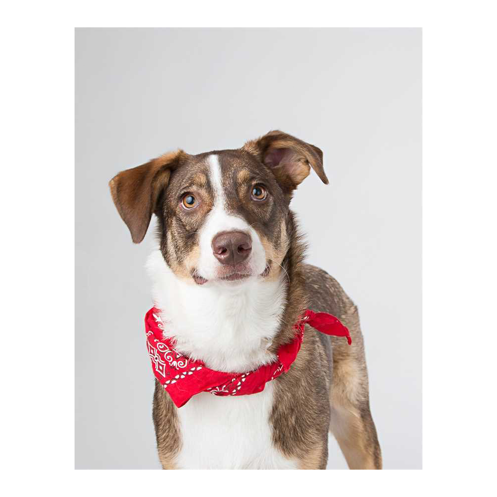 Basic Nutrition Consult (Dog)