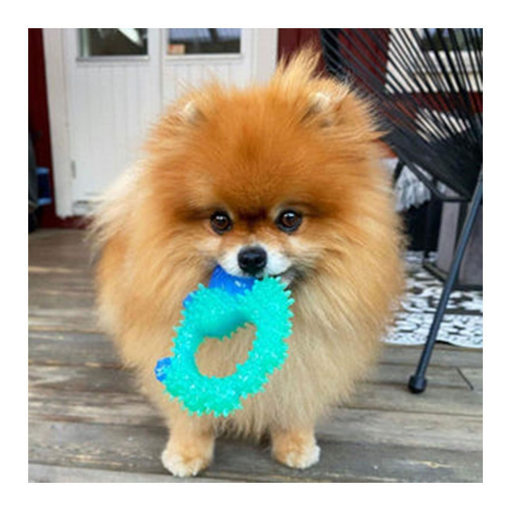 Petstages Cutie Chewies Hedgehog Dog Chew Toy
