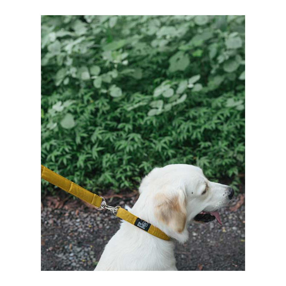 Fur Buddies Dandelion Yellow Collar