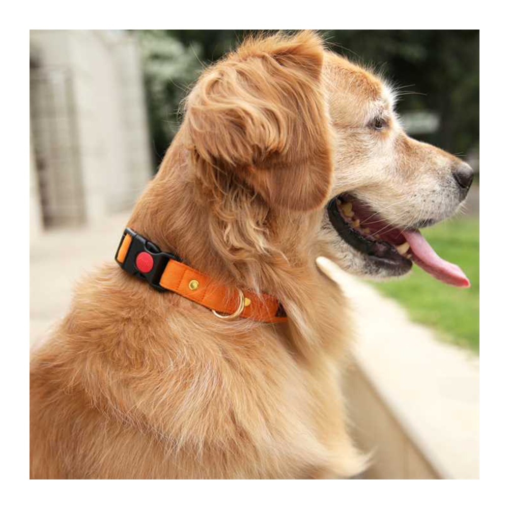 Mutt Of Course Gooseberry Collar