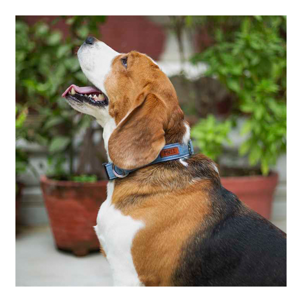 Mutt Of Course Light Denim Collar