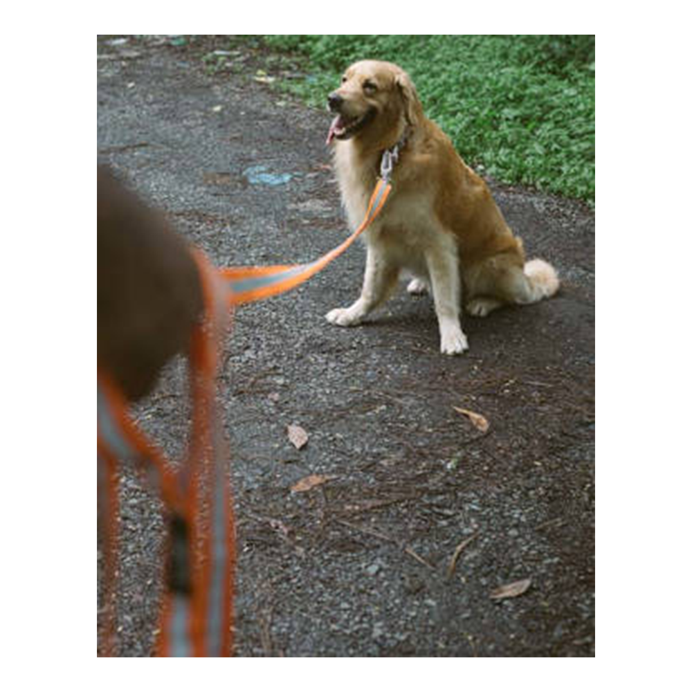 Fur Buddies Orange Neon 20-feet dual-reflective Long Lines