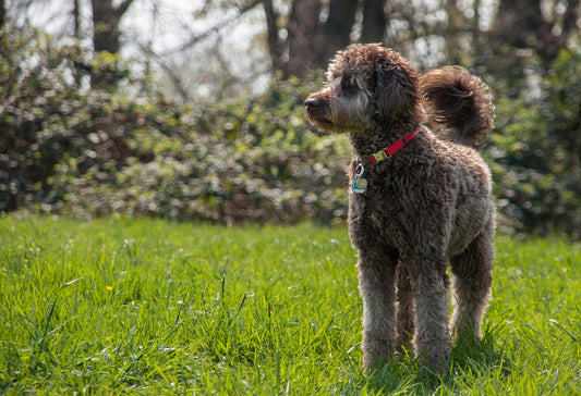 Labradoodle