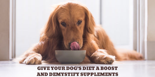 Supplementing your Dog’s diet