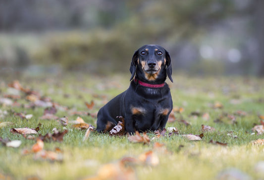 Dachshund