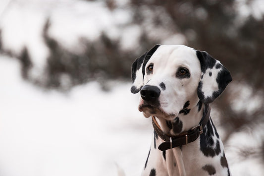 Dalmatian