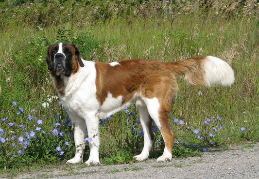 Saint Bernard