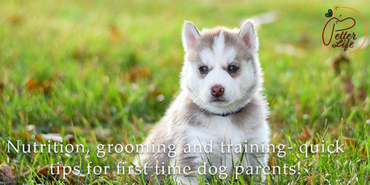 Nutrition, grooming and training-quick tips for first time dog parents!