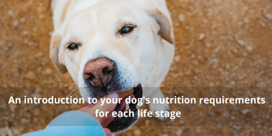 An introduction to your dog's nutrition requirements for each life stage