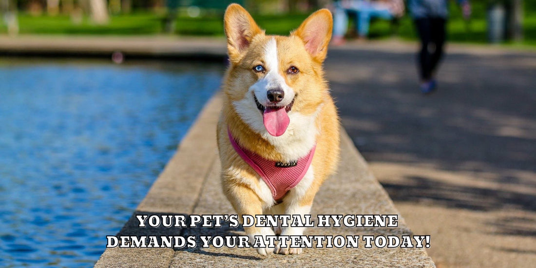 Oral Health and Hygiene in Dogs and Cats