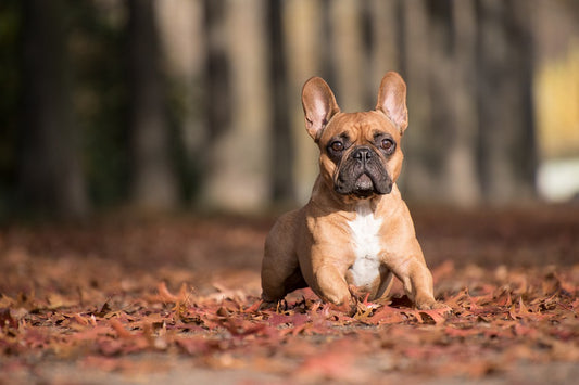 French Bull Dog