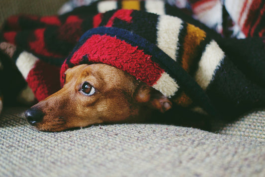 Pancreatitis
