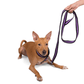 Let's Wag Single Handle Fabric Leash – Black & Purple