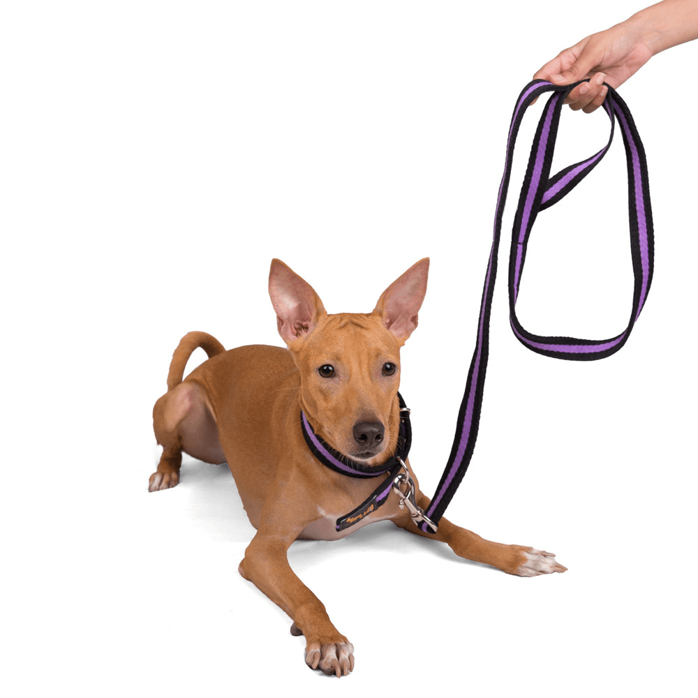 Let's Wag Single Handle Fabric Leash – Black & Purple