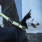 Let's Wag Double Handle Fabric Leash – Yellow