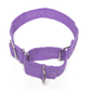 Let's Wag Martingale Fabric Collar – Purple