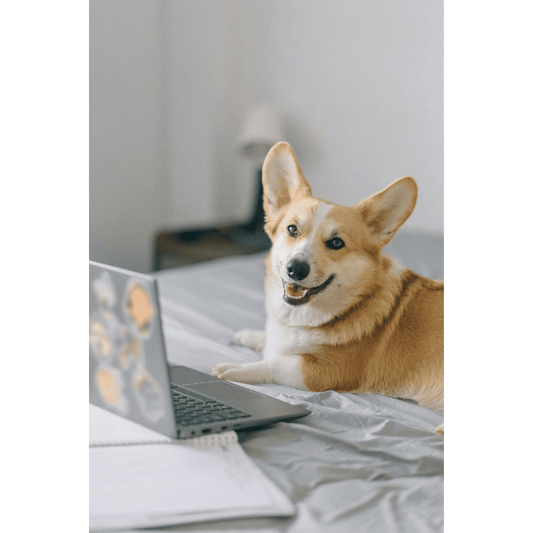 Quick Nutrition Consult - 30 Minute Video Call