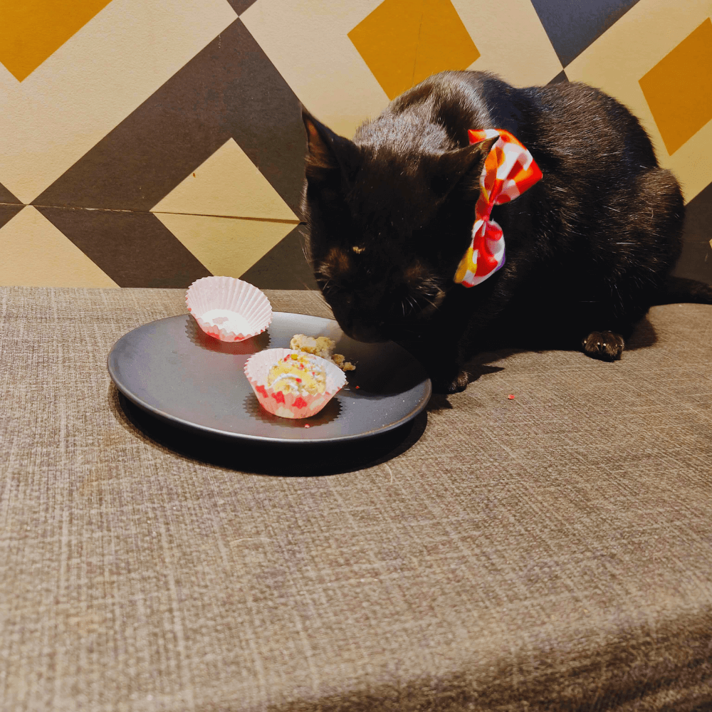 Ladoo & Mini Bow Combo for Cats
