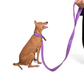 Let's Wag Single Handle Fabric Leash – Purple