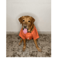 ADog Devy Orange Shirt