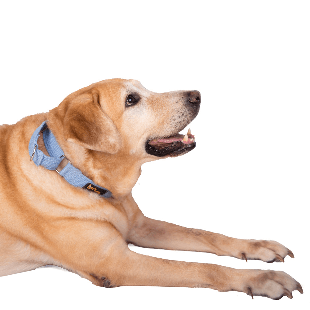 Let's Wag Martingale Fabric Collar – Sky Blue
