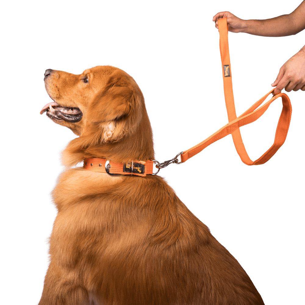 Let's Wag Double Handle Fabric Leash – Orange