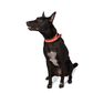 Let's Wag Buckle Fabric Collar – Red & Yellow