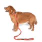 Let's Wag Single Handle Fabric Leash – Red & Yellow