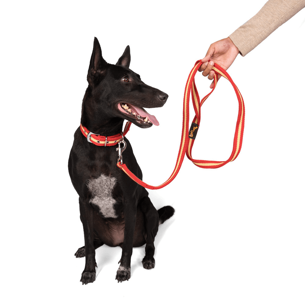 Let's Wag Buckle Fabric Collar – Red & Yellow