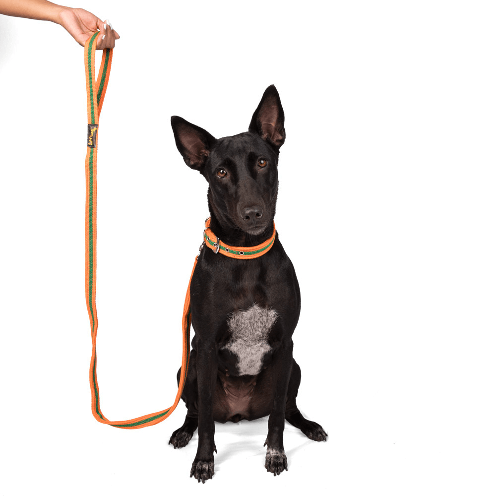 Let's Wag Single Handle Fabric Leash – Orange & Green