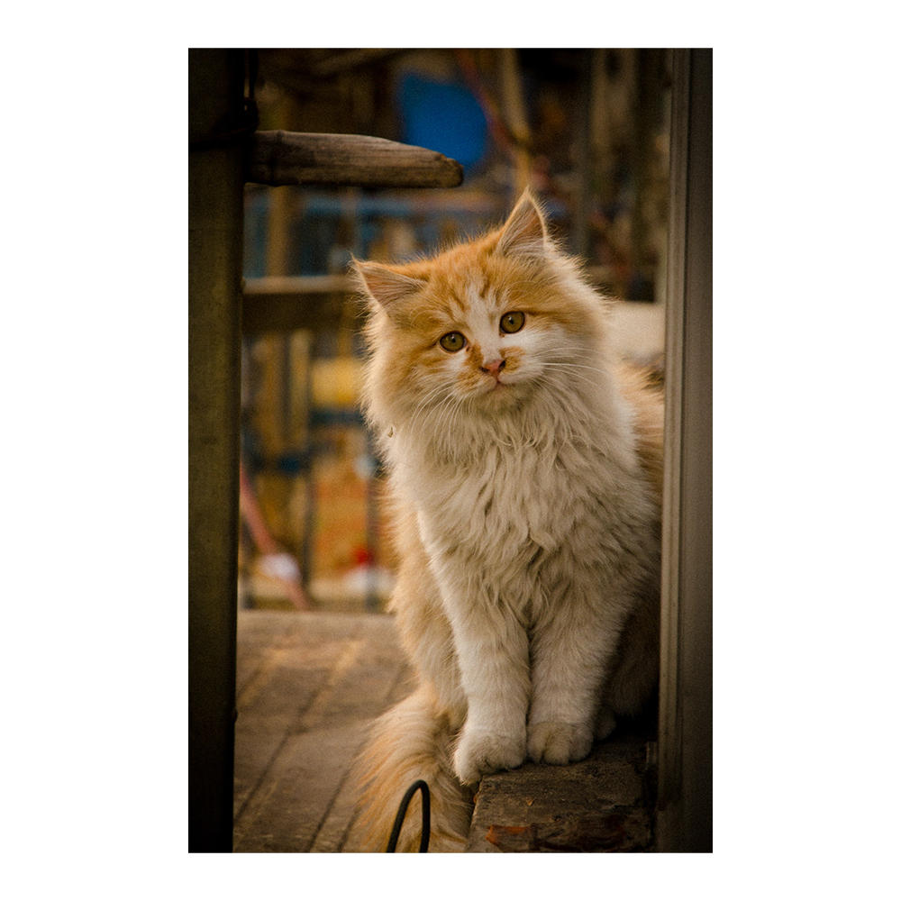 Basic Nutrition Consult (Cat) – A Petter Life