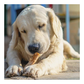 Dogsee Chew Crunchies (70 grams)