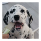 WOOF&BREW Pawsecco Freeze Pops for Pets