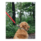 Fur Buddies Viva La Vibrance Denim Martingale Collar
