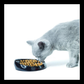 Savic Whisker Cat Bowl for Persian & British Shorthaired Cats