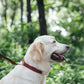 Fur Buddies Brick Orange Collar